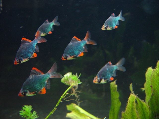 Green Tiger Barb - FreshWaterAquatica.com