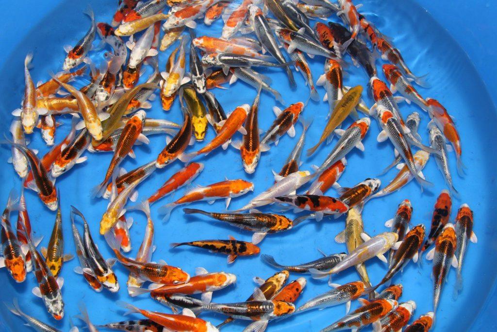 KOI CARP MIX COLORS - FreshWaterAquatica.com