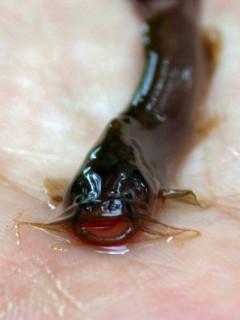 Amblyceps mangois Crevise Cat