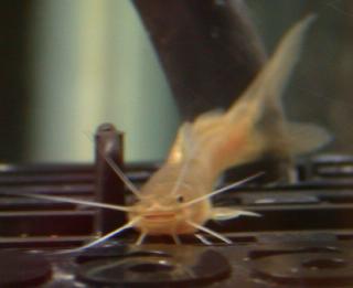 Amblyceps mangois Crevise Cat
