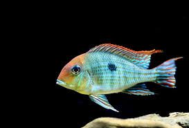 Geophagus Red Head Tapajos