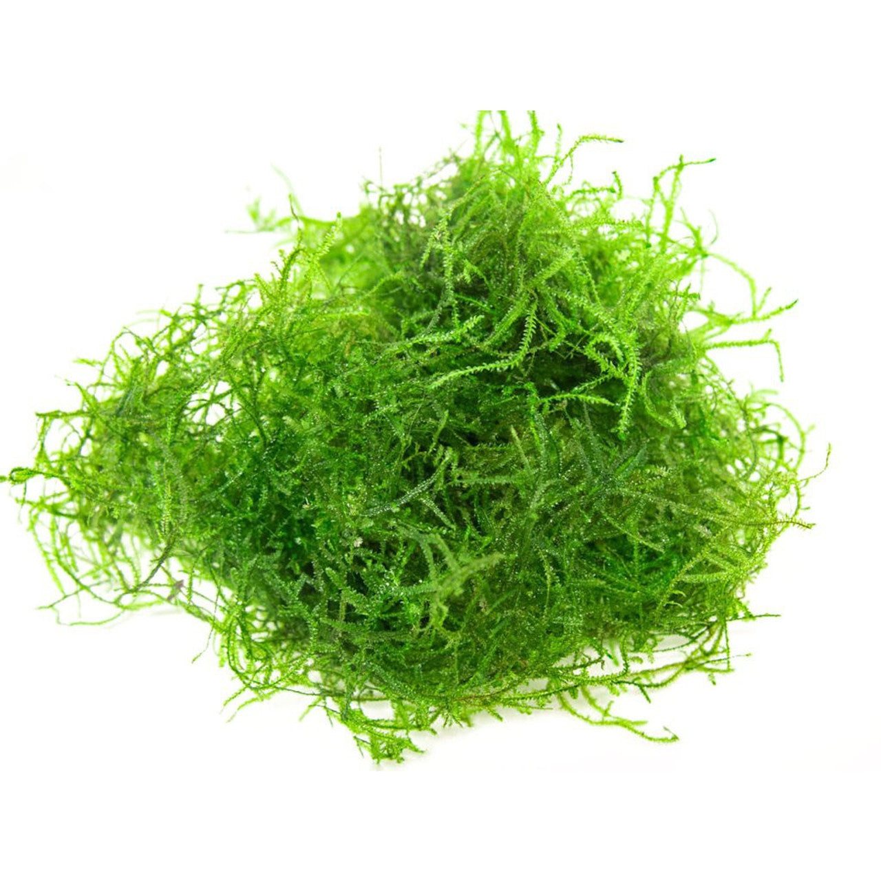 Java moss