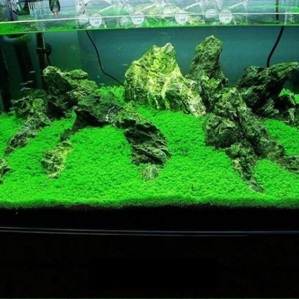 Petzlifeworld Fish Tank Decoration Landscape Ornament Aquatic Double Leaf Aquarium Plants Seeds Live Plant (Small) - FreshWaterAquatica.com