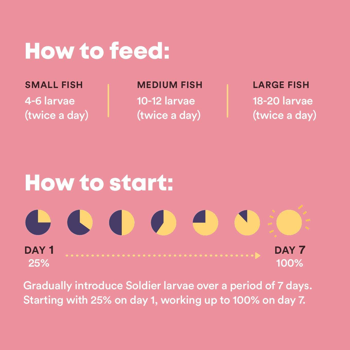 Small Dried Larvae - high Growth Fish Food for Goldfish, Angelfish, Mollies, Carps, Cichlids, Fancy carps (50 Gm) - FreshWaterAquatica.com