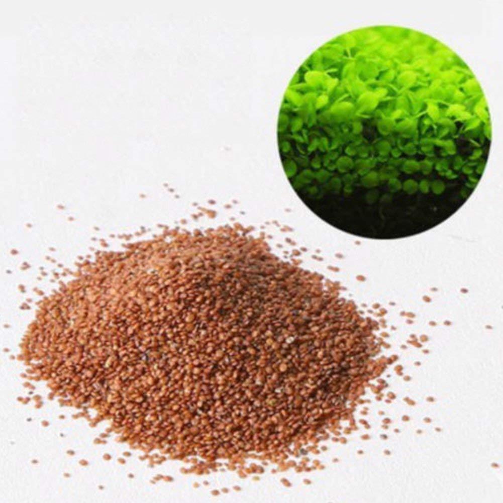 Petzlifeworld Fish Tank Decoration Landscape Ornament Aquatic Double Leaf Aquarium Plants Seeds Live Plant (Small) - FreshWaterAquatica.com