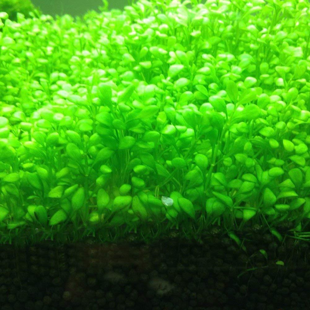 live plants seeds for aquarium Petzlifeworld Fish Tank Decoration Landscape Ornament Aquatic Double Leaf Aquarium Plants Seeds Live Plant (Small)