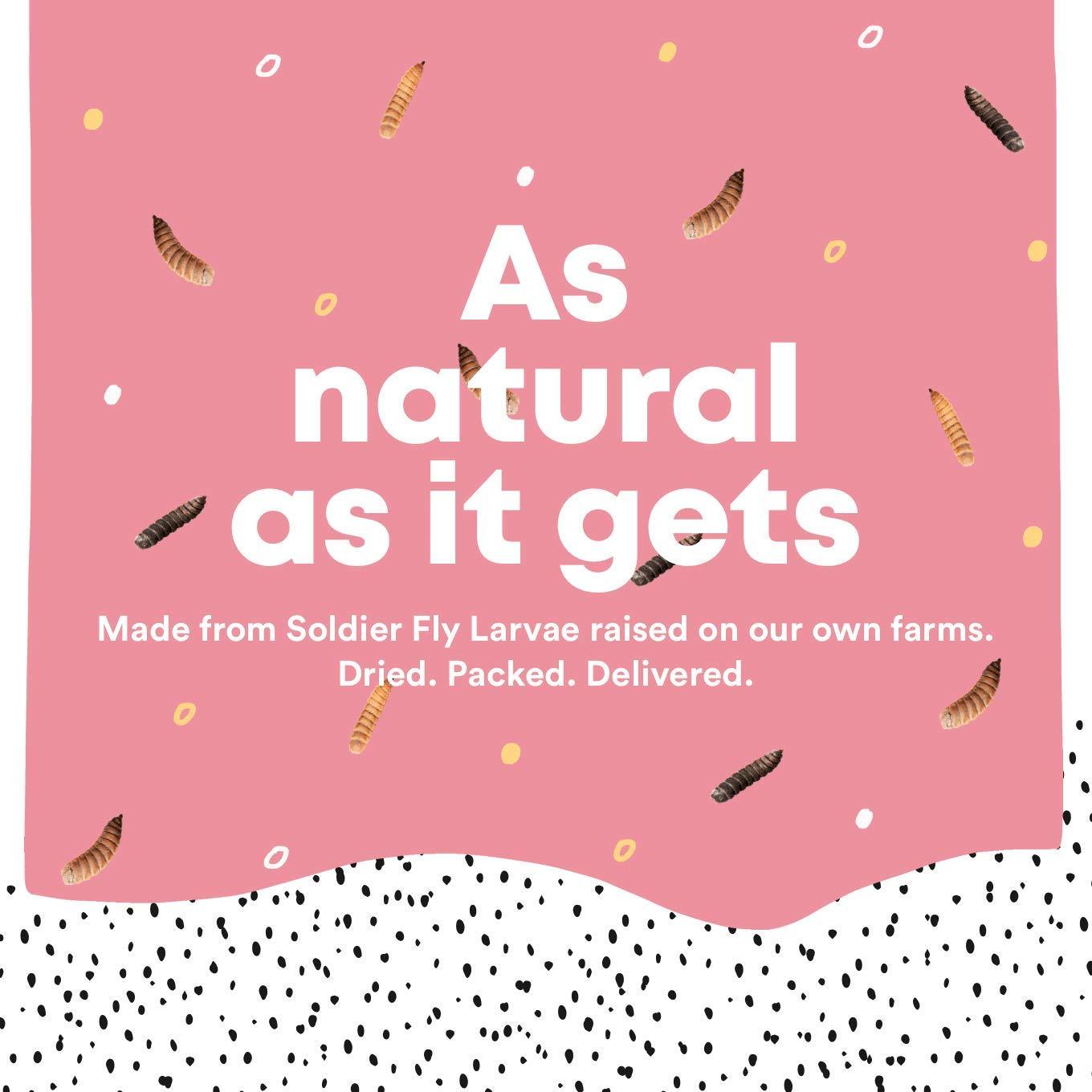 Small Dried Larvae - high Growth Fish Food for Goldfish, Angelfish, Mollies, Carps, Cichlids, Fancy carps (50 Gm) - FreshWaterAquatica.com