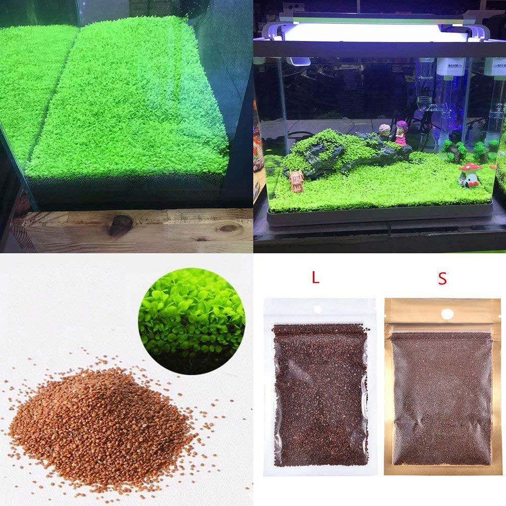 Petzlifeworld Fish Tank Decoration Landscape Ornament Aquatic Double Leaf Aquarium Plants Seeds Live Plant (Small) - FreshWaterAquatica.com