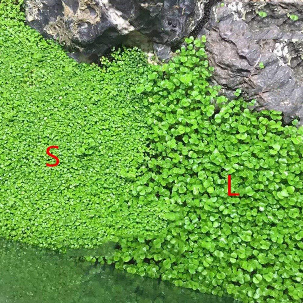 Petzlifeworld Fish Tank Decoration Landscape Ornament Aquatic Double Leaf Aquarium Plants Seeds Live Plant (Small) - FreshWaterAquatica.com