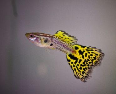 snake skin Guppy - FreshWaterAquatica.com