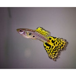 Cobra Guppy - FreshWaterAquatica.com