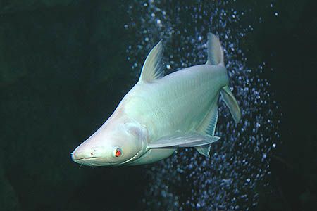 Albino iridescent Shark - FreshWaterAquatica.com