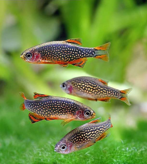 Micro Galaxy Rasbora - FreshWaterAquatica.com