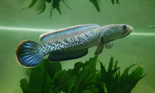 Channa stewarti 'Kalikhola' 6 inches