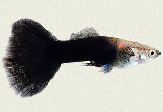 Half Black Guppy - FreshWaterAquatica.com