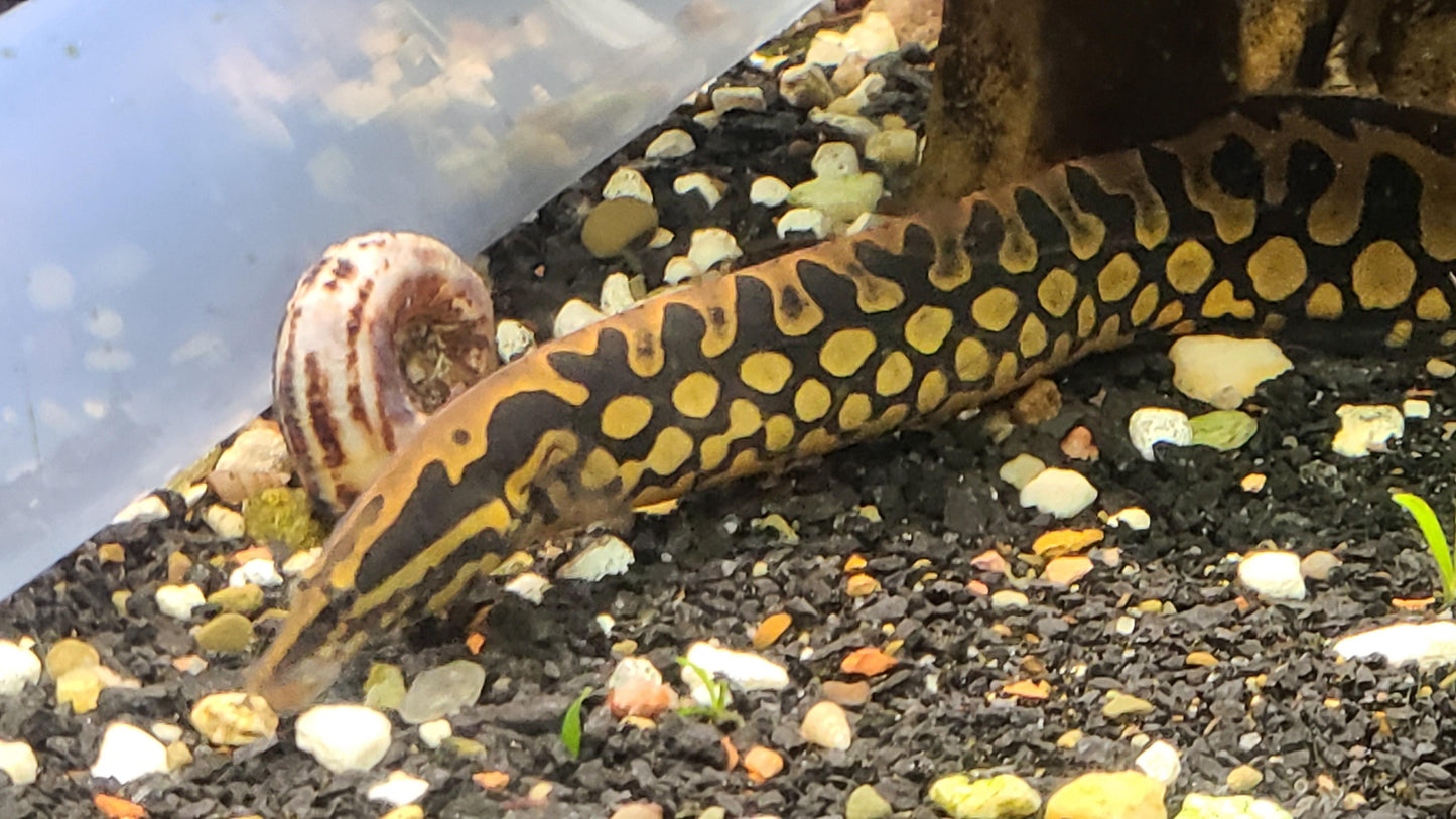 Mastacembelus armatus Tyre Track Eel