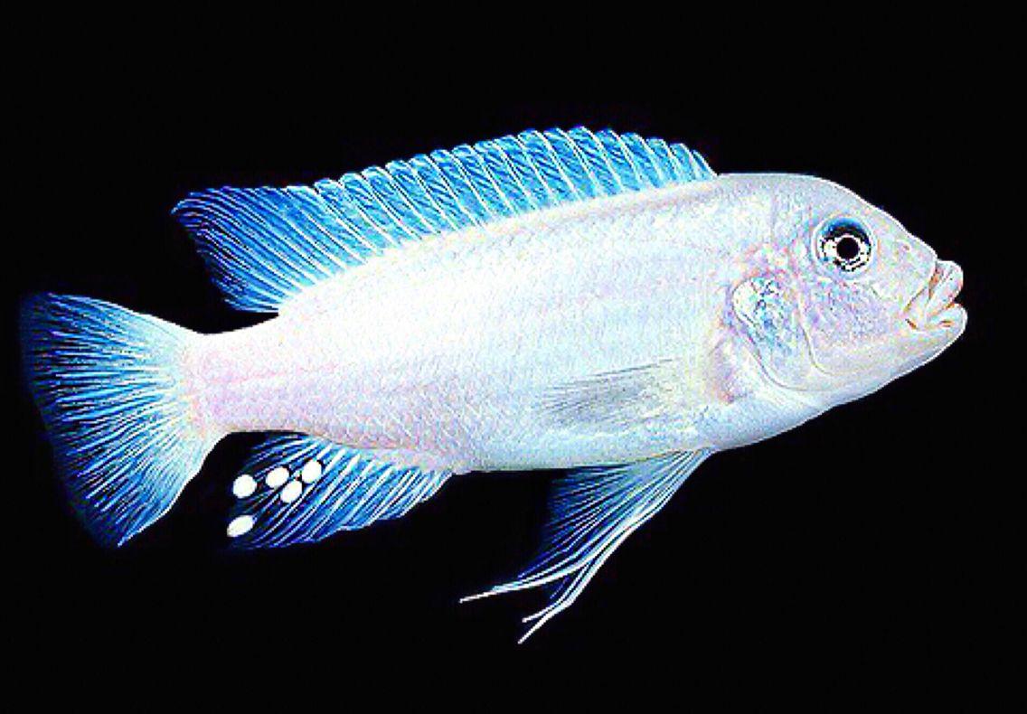Snow White Cichlid - FreshWaterAquatica.com