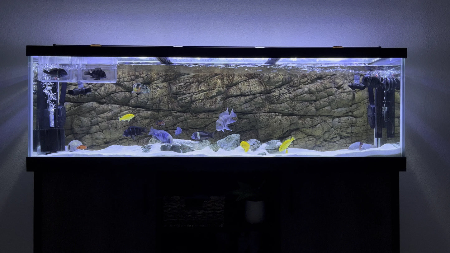 AQUARIUM CLEANING SERVICES for Cichlid Tank - FreshWaterAquatica.com