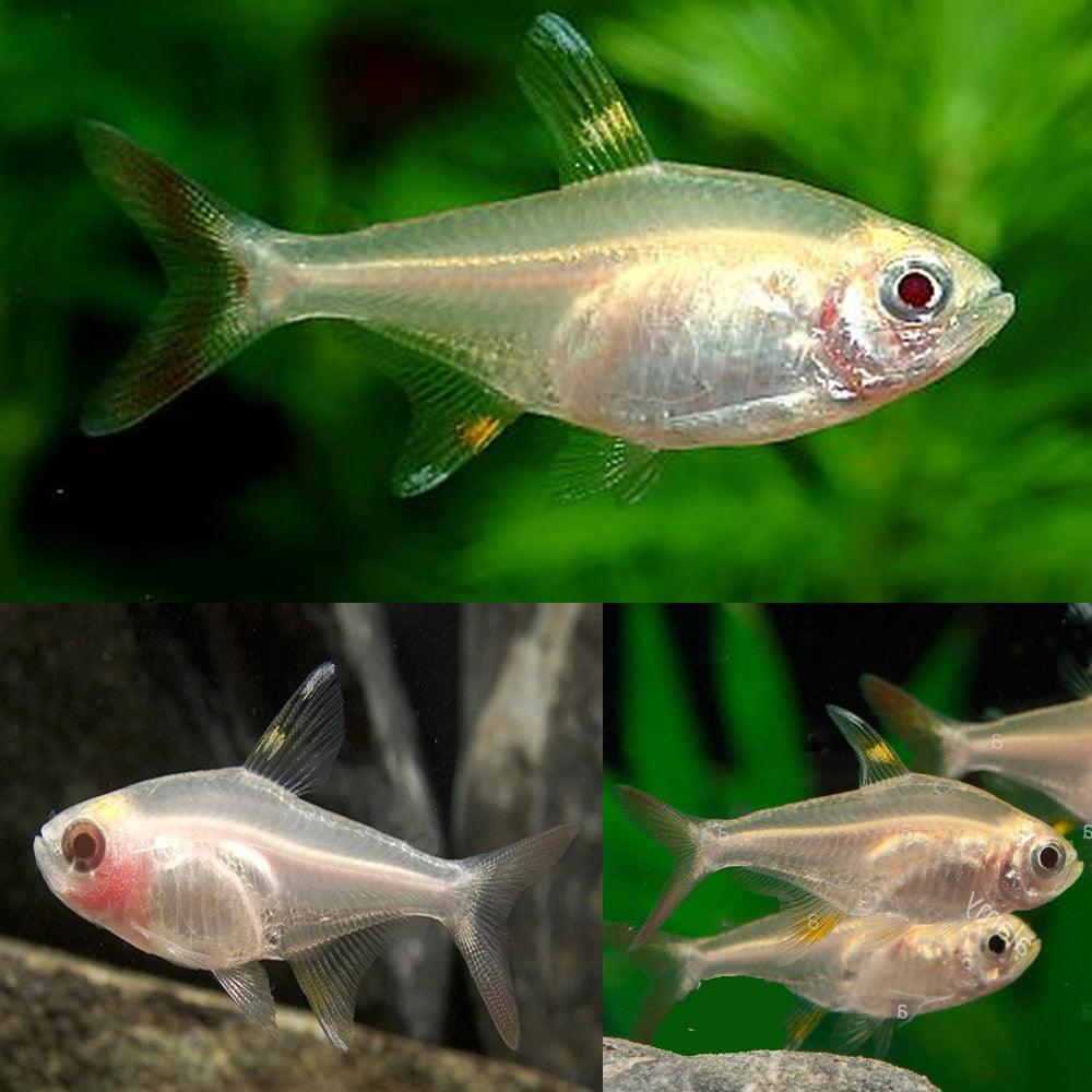The Pristella Tetra - FreshWaterAquatica.com
