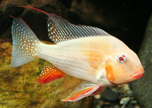 Geophagus Albino Hickelii 5 Inces XL-size