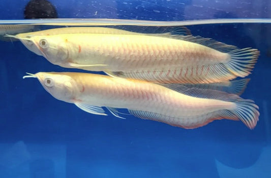 Albino Red eye Arowana