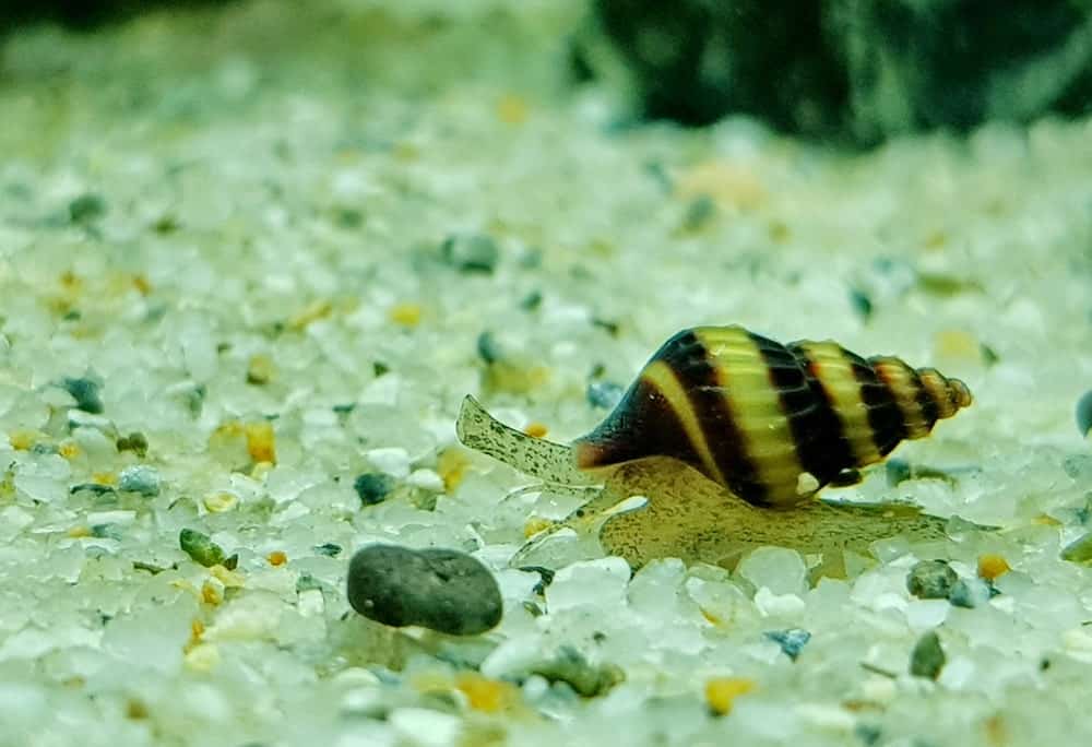 Assassin Snails (Clea helena) - FreshWaterAquatica.com