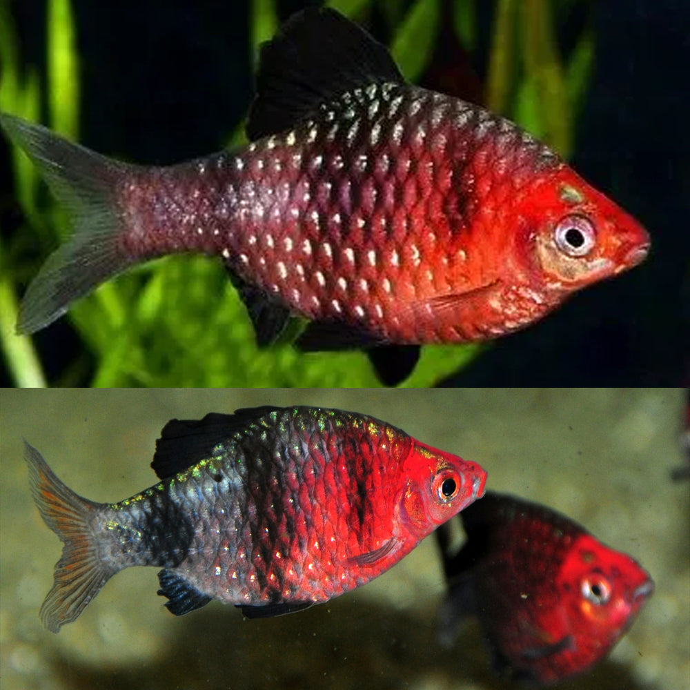 Black ruby Barb - FreshWaterAquatica.com