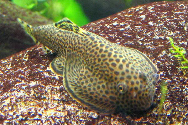 Borneo Loach - FreshWaterAquatica.com