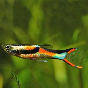 snake skin Guppy - FreshWaterAquatica.com