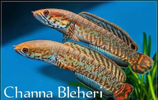 Channa bleheri 'Rainbow Snakehead' 4 inch