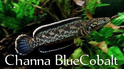 Channa torsaensis 'Cobalt Blue Snakehead'