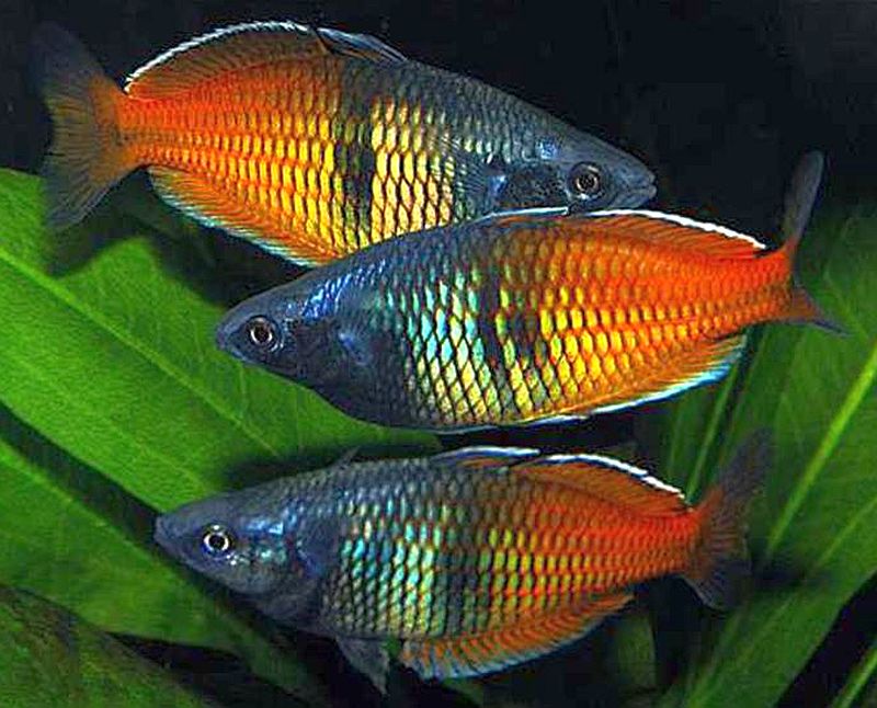Boesemani Rainbow Fish Boeschemani Rainbow Melanotaenia Boesemani boesemani-rainbow-fish-boeschemani-rainbow-melanotaenia-boesemani