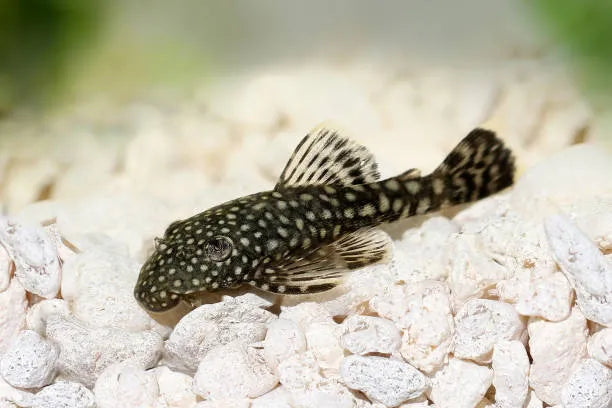 Bristlenose Pleco - FreshWaterAquatica.com