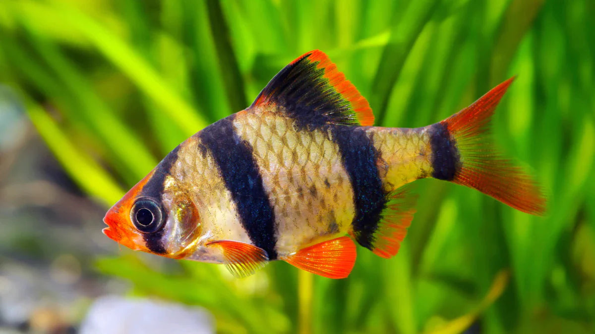 Tiger Barb - FreshWaterAquatica.com