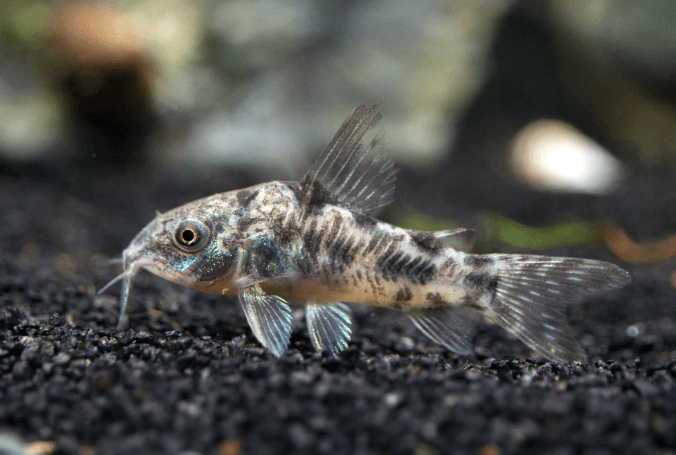 PEPPER CORYDORA - FreshWaterAquatica.com