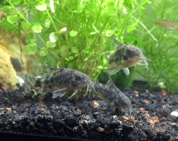 PEPPER CORYDORA - FreshWaterAquatica.com