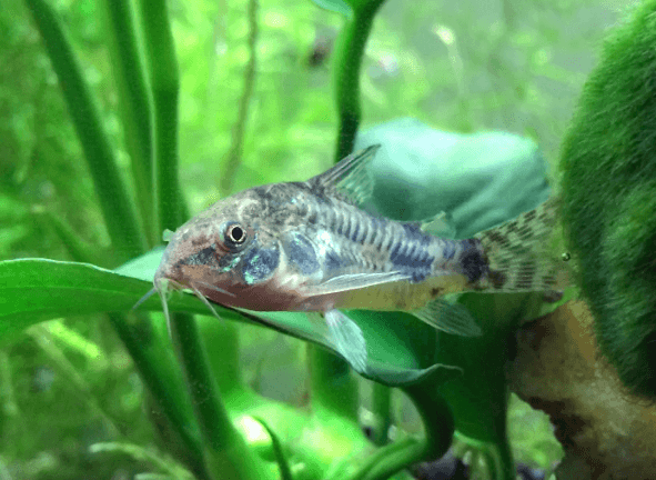 PEPPER CORYDORA - FreshWaterAquatica.com