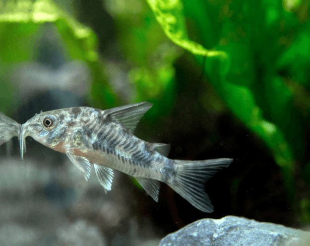 PEPPER CORYDORA - FreshWaterAquatica.com