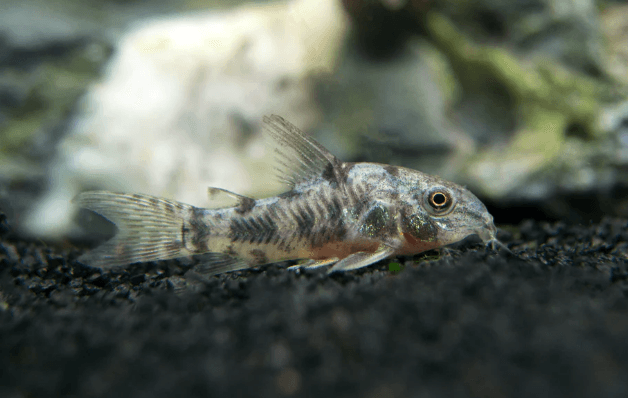 PEPPER CORYDORA - FreshWaterAquatica.com