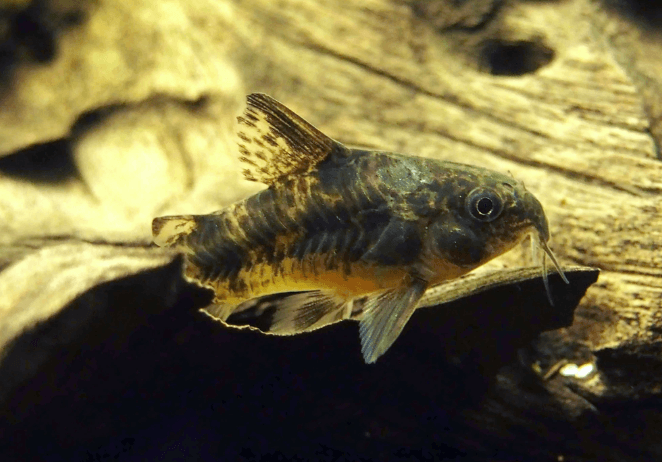 PEPPER CORYDORA - FreshWaterAquatica.com