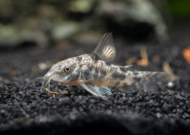 PEPPER CORYDORA - FreshWaterAquatica.com