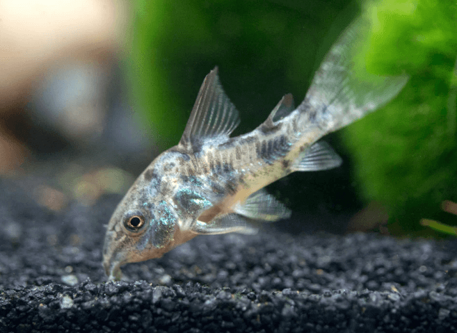 PEPPER CORYDORA - FreshWaterAquatica.com