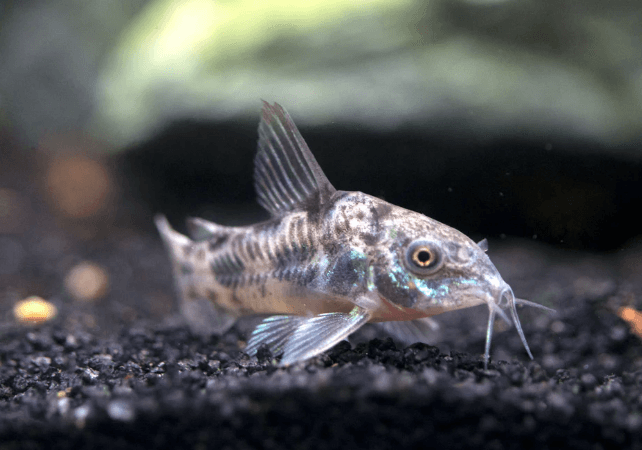 PEPPER CORYDORA - FreshWaterAquatica.com