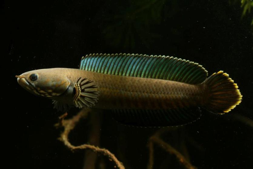 Channa andrao Dwarf Neon Snakehead 2.8 to 3.4 inches