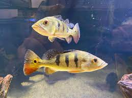 Pecockbass Monoculus
