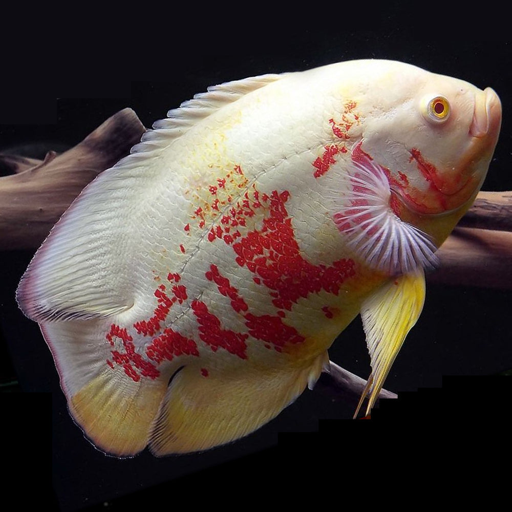 Albino Oscar A+ Grade 2.7 to 2.9 inches