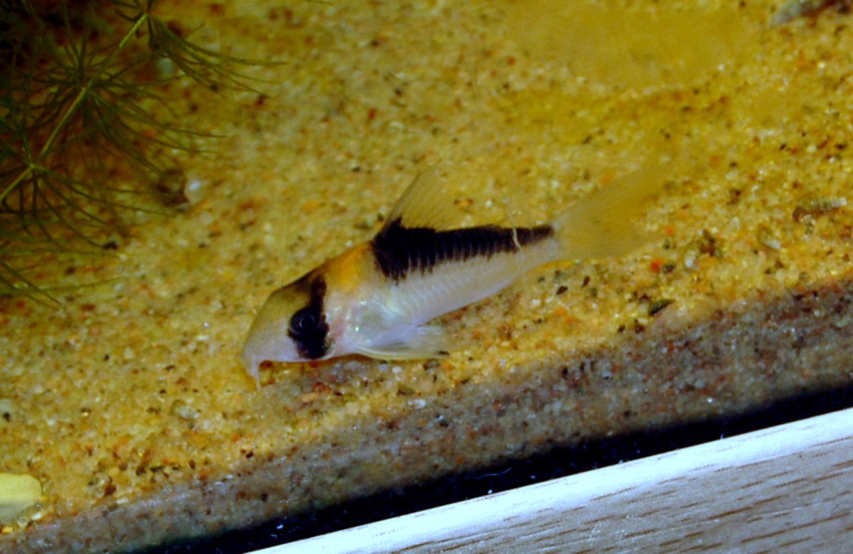 Adolfo’s Cory - FreshWaterAquatica.com