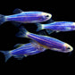 Blue Zebra Danio - FreshWaterAquatica.com