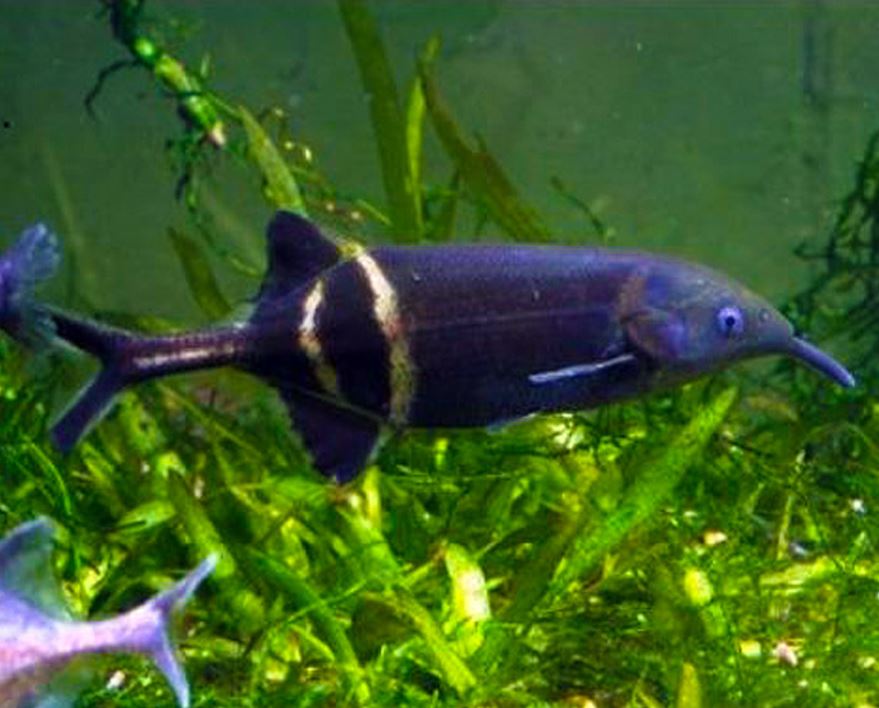 Elephant nose fish