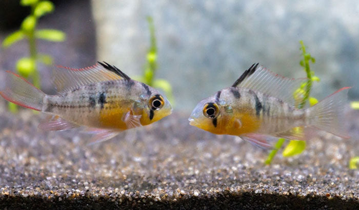 Bolivian Ram 2.3 inches - FreshWaterAquatica.com